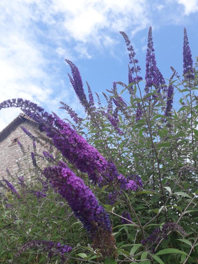 B&B Buddleja Saint-Hilaire-les-Places 外观 照片